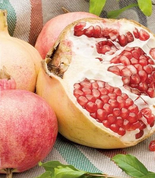 Punica granatum 'Dente di Cavallo'